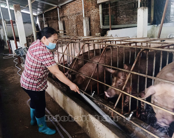 hội viên phin