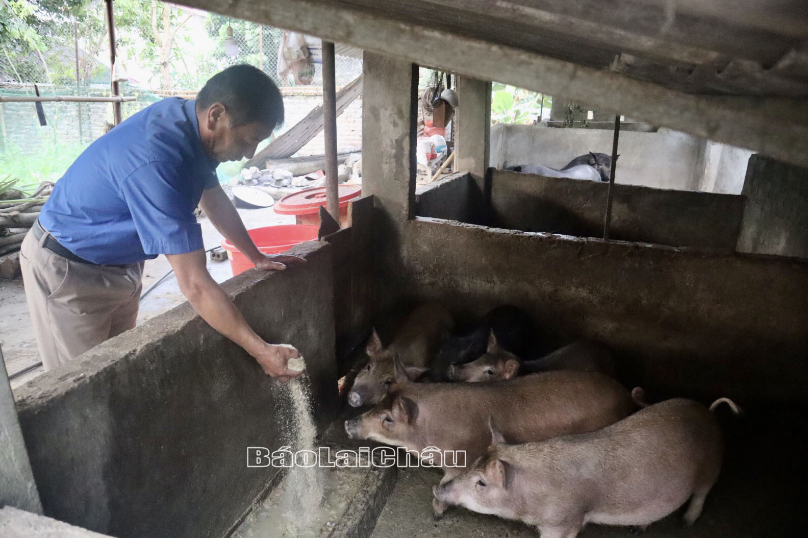 Người dân bản Nậm Dòn (xã Nậm Hàng, huyện Nậm Nhùn) có thu nhập cao nhờ chăn nuôi lợn. 