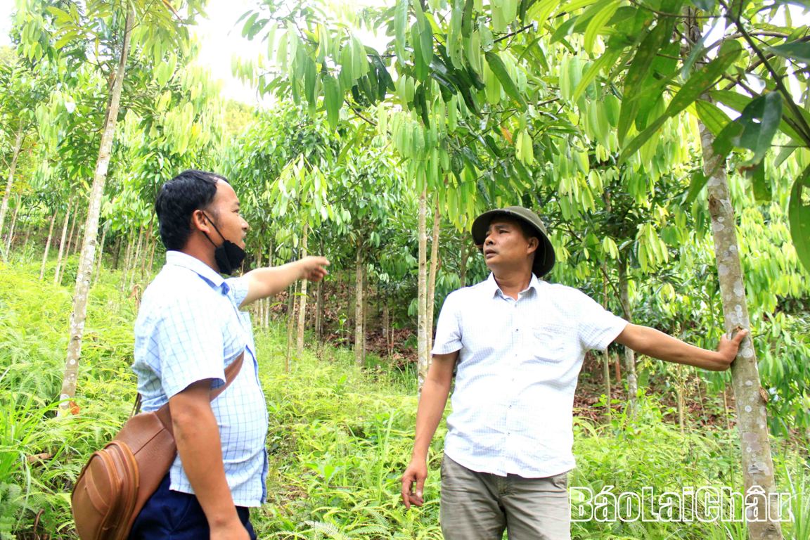 Lãnh đạo Ban Quản lý rừng Phòng hộ huyện và Hội Nông dân xã Nậm Cần kiểm tra vườn quế của gia đình anh Lò Văn Ngảnh.