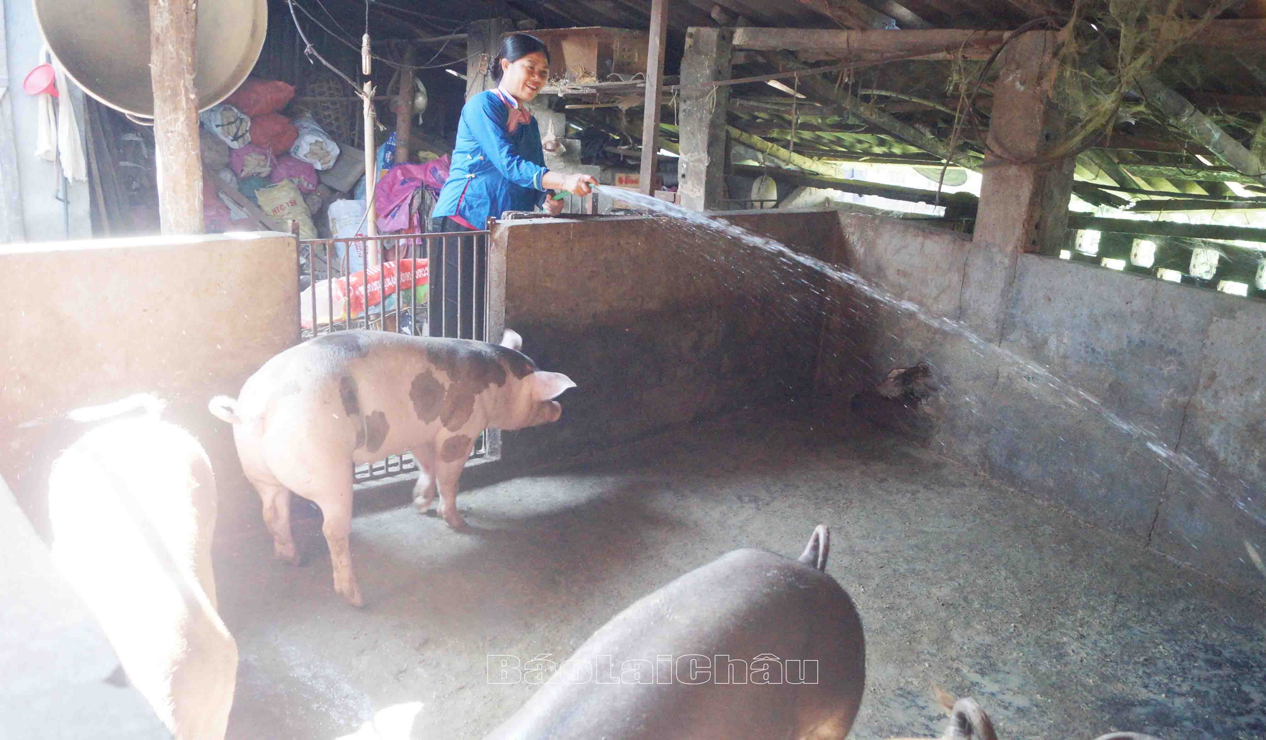 Chị Nùng Thị Phúng (tổ dân phố số 9, phường Quyết Thắng) thường xuyên dọn vệ sinh chuồng nuôi và chú trọng phòng chống dịch bệnh cho đàn lợn.
