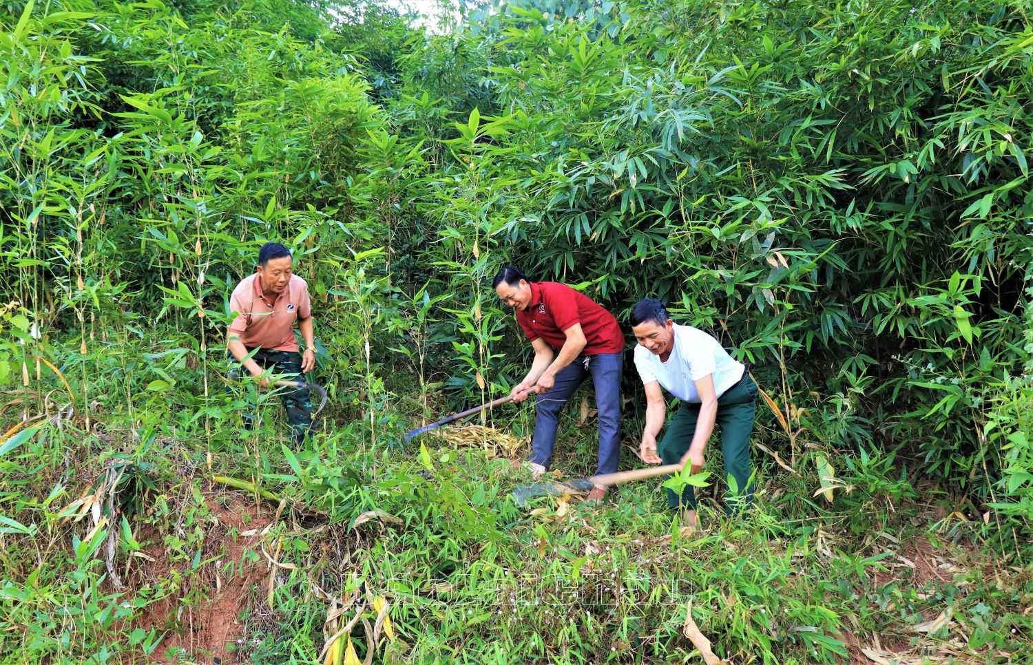 Người dân bản Pậu (xã Nậm Tăm) phát dọn thực bì rừng.