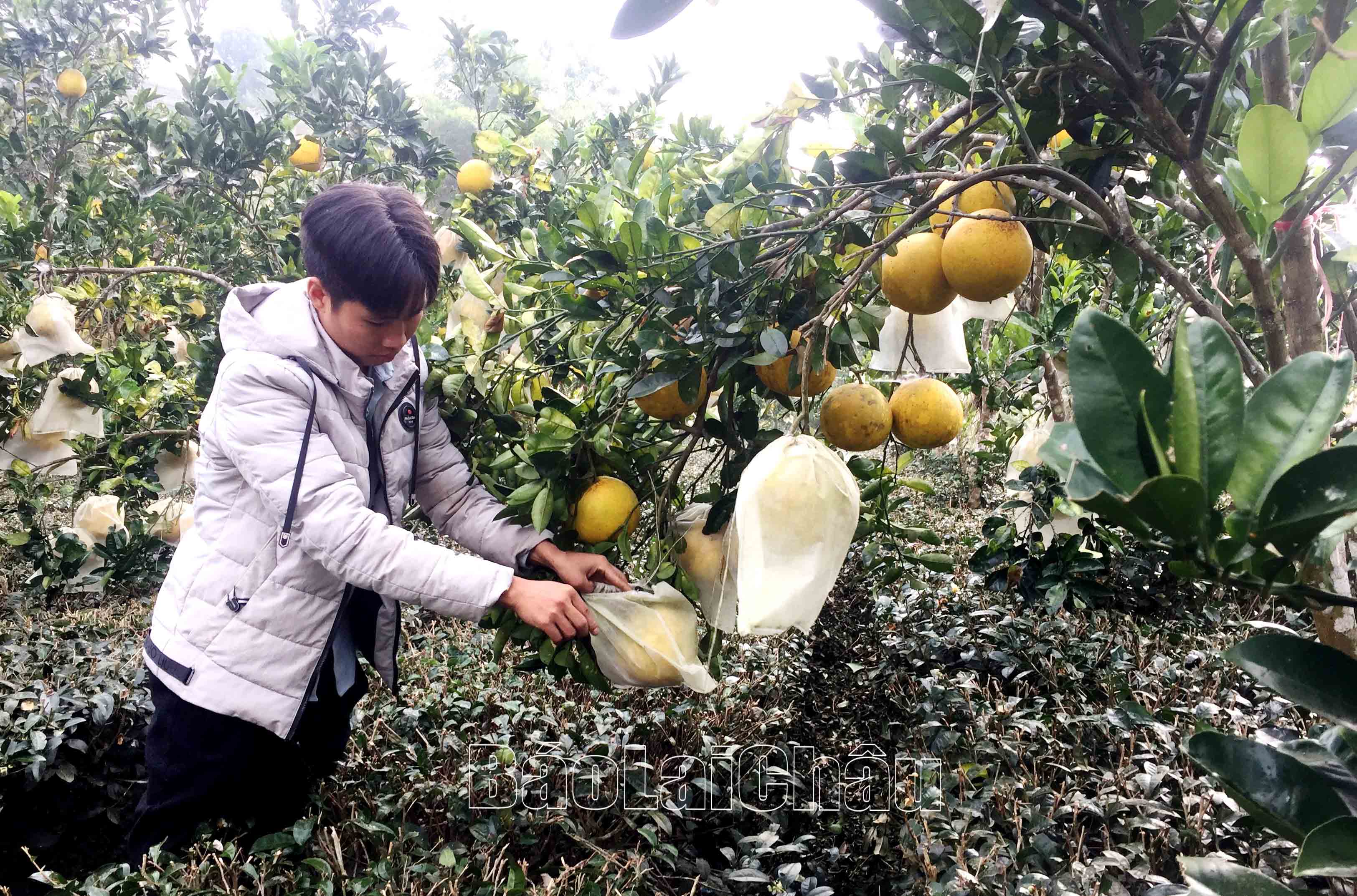 Vườn bưởi diễn sai trĩu quả do anh Chính làm chủ.