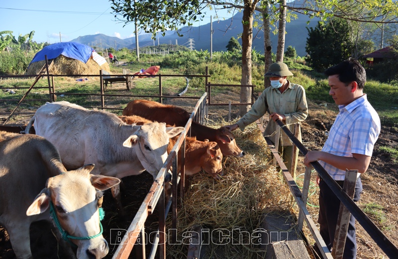 Nậm Nhùn phát triển chăn nuôi đại gia súc