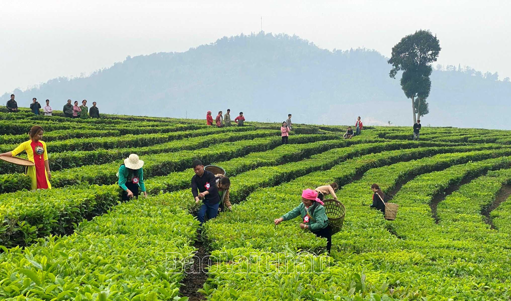 Phần thi hái chè theo phương thức truyền thống của các đội.