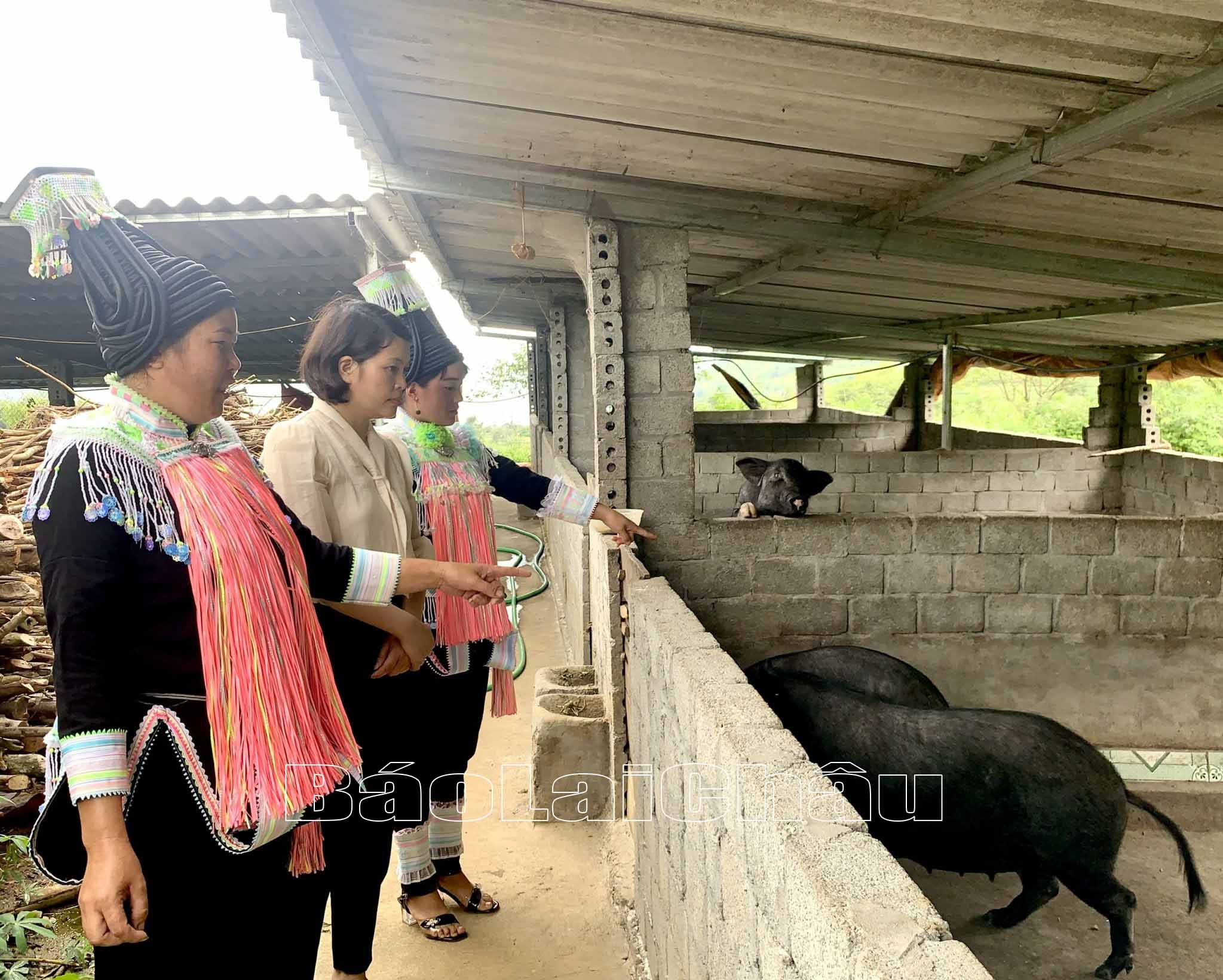 mô hình chăn nuôi lợn