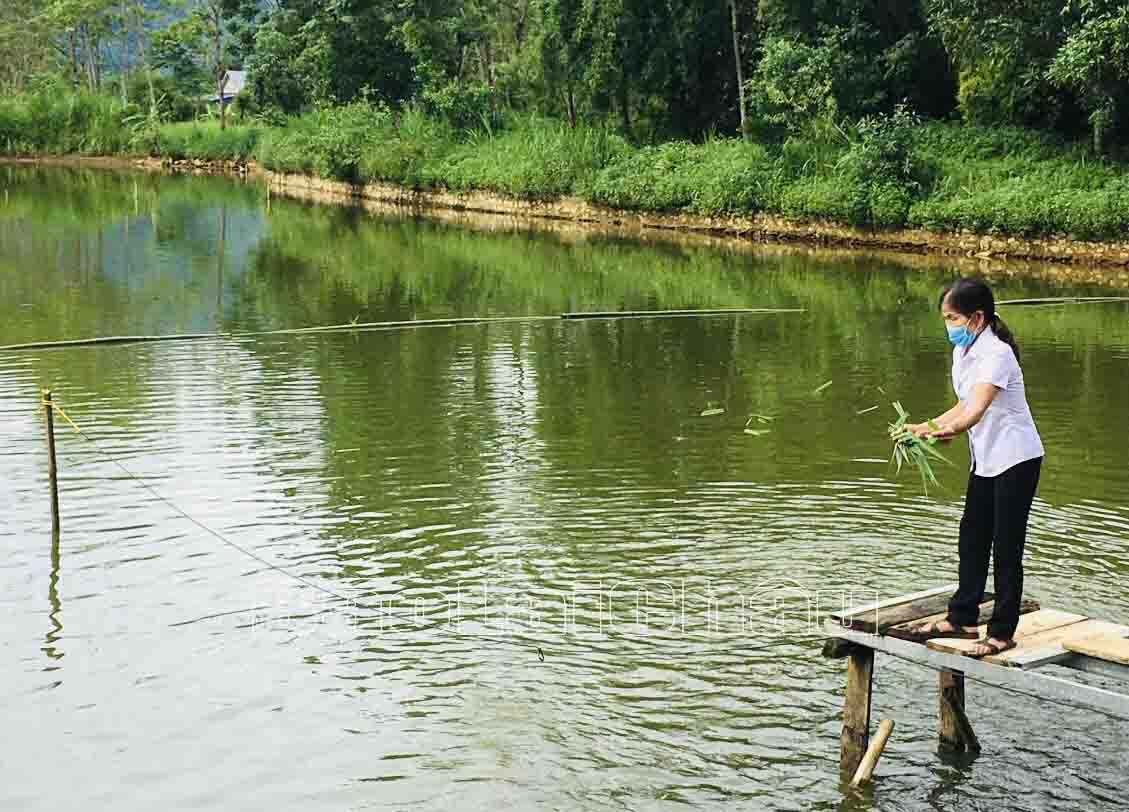 Người dân xã Bản Giang (huyện Tam Đường) cho cá ăn.