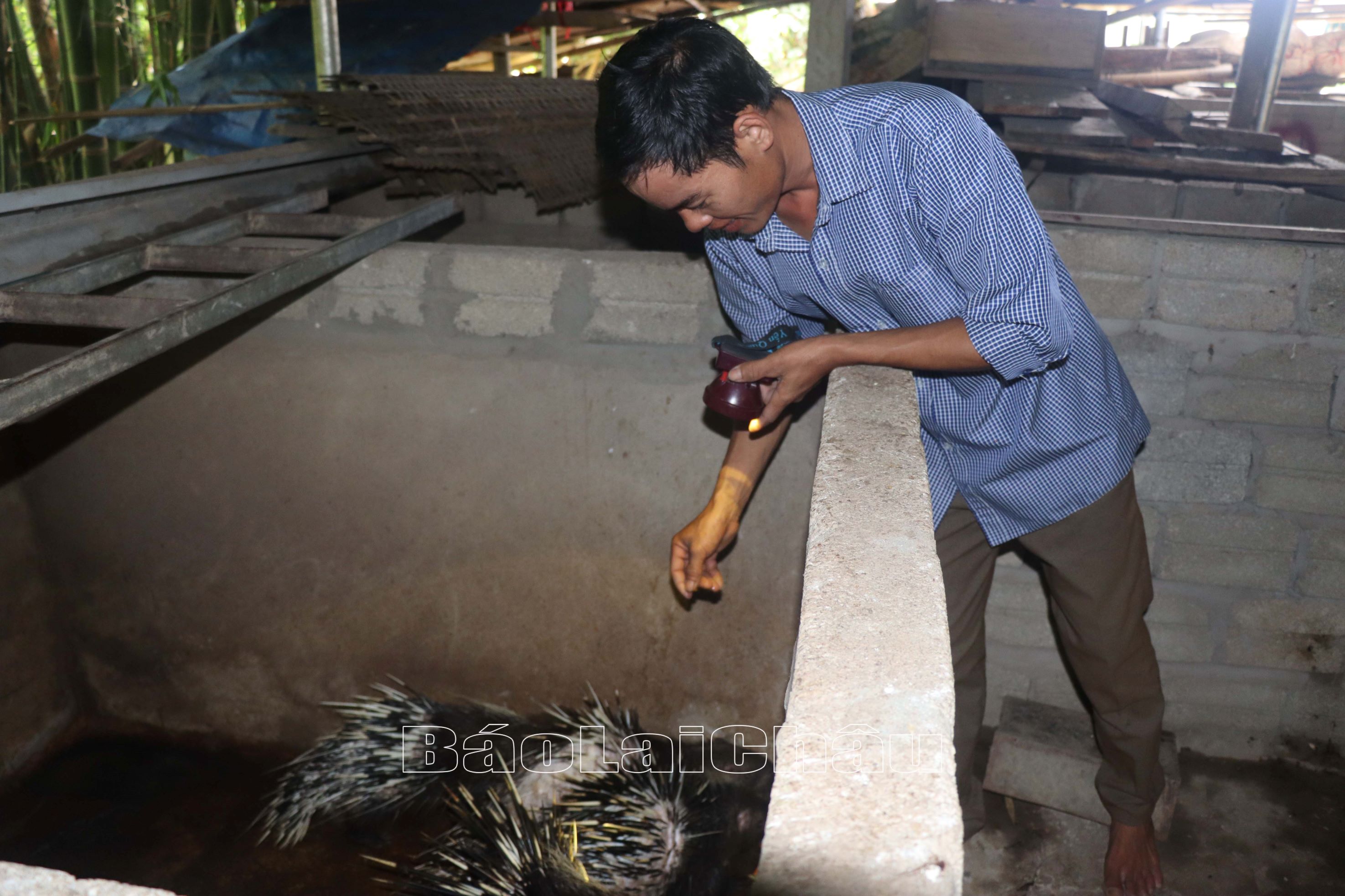 Người dân xã Nậm Cha (huyện Sìn Hồ) chăm sóc đàn nhím của gia đình.