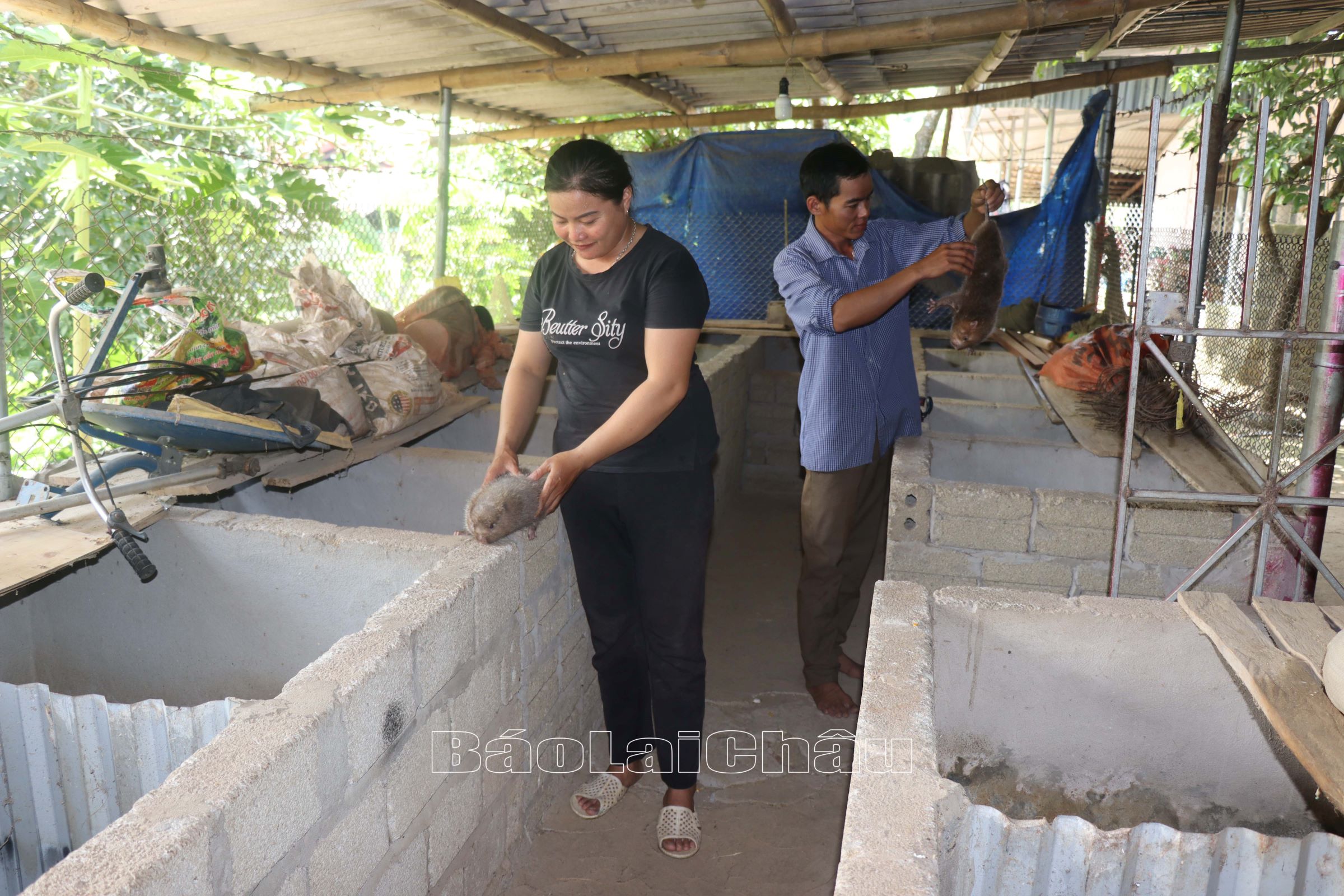... đẩy mạnh chăn nuôi dúi.