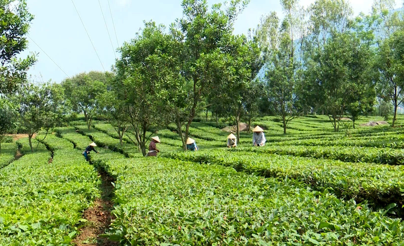 Tận dụng diện tích chè sẵn có, nhân dân huyện Tân Uyên mở rộng diện tích trồng xen mắc ca để nâng cao giá trị kinh tế trên cùng đơn vị diện tích. 