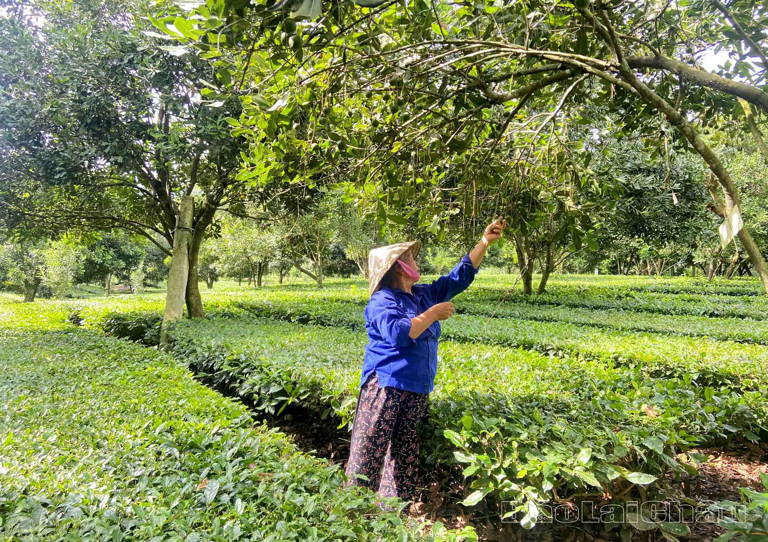 Mô hình trồng mắc ca xen chè giúp gia đình bà Ánh thu hàng trăm triệu đồng mỗi năm. 