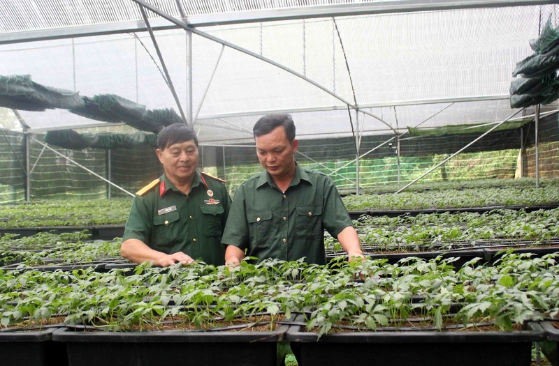 Lãnh đạo Hội Cựu Chiến binh tỉnh cùng anh Phàn A Sơn - Hội viên Chi hội CCB bản Xin Chải, xã Giang Ma (người bên phải) thăm Hợp Tác xã Bảo tồn và Phát triển giống Sâm núi Lai Châu.  