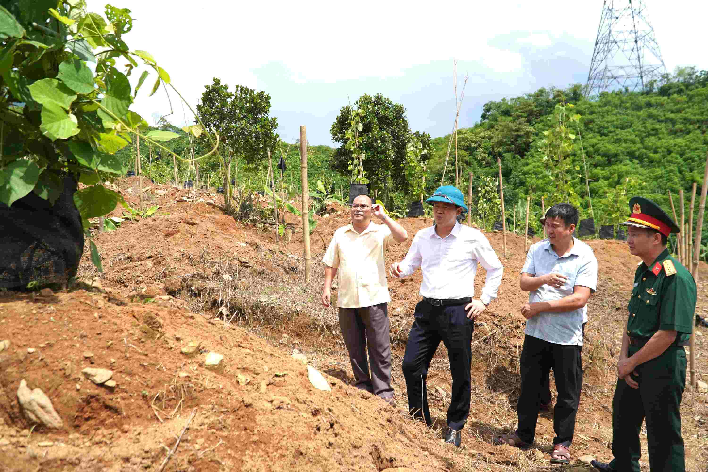 Đồng chí Vũ Mạnh Hà và thành viên Đoàn công tác thăm quan mô hình trồng sắn dây tại xã Nậm Hàng.