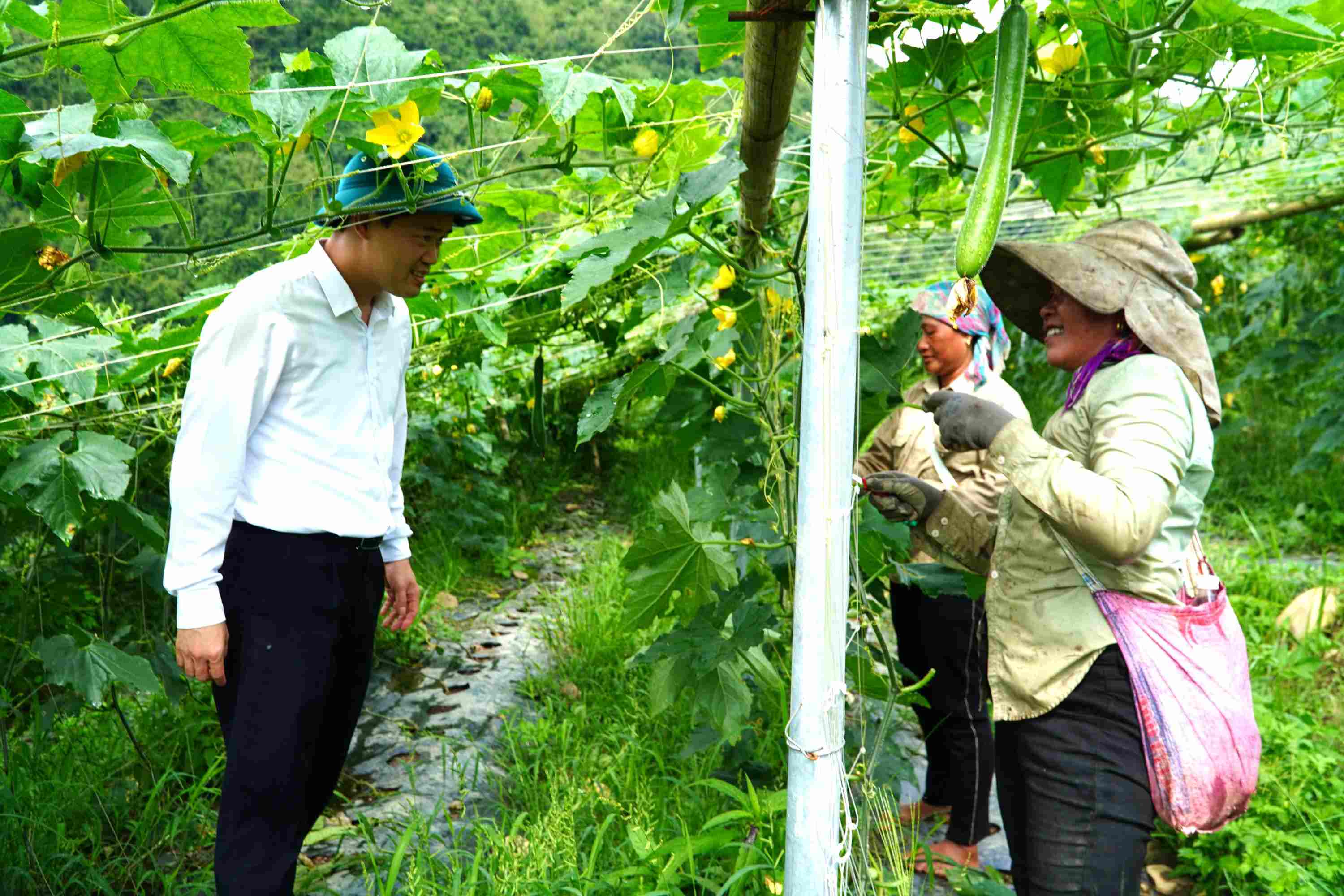 Đồng chí Vũ Mạnh Hà thăm hỏi, động viên người dân trồng bí xanh tại bản Nậm Manh, xã Nậm Manh.