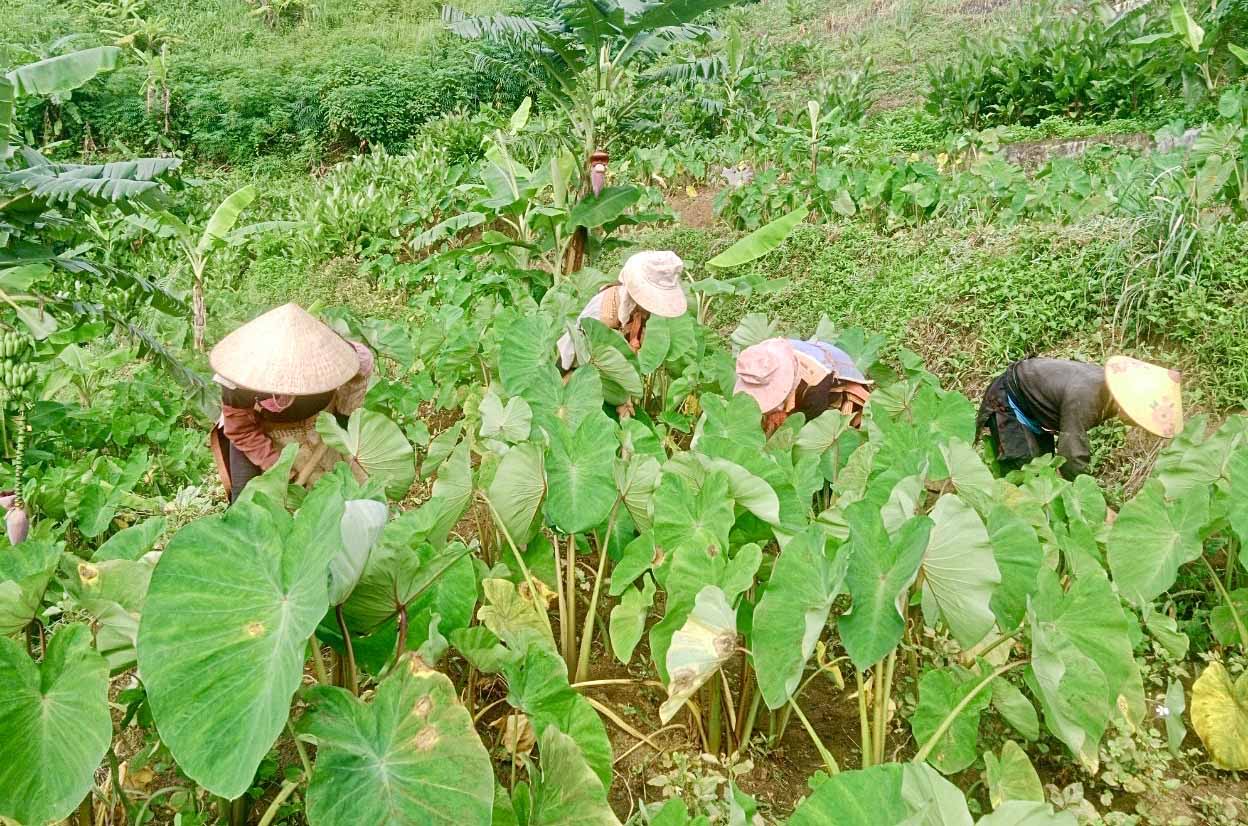 Người dân xã Nậm Xe có thu nhập cao từ trồng khoai sọ.