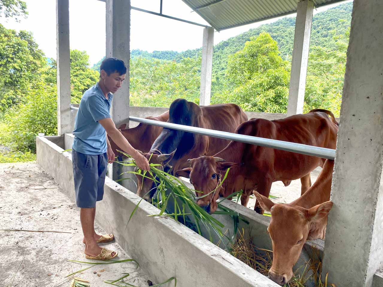 Được hỗ trợ làm chuồng trại chăn nuôi, người dân thị trấn Phong Thổ mở rộng quy mô chăn nuôi đại gia súc theo hướng hàng hóa.