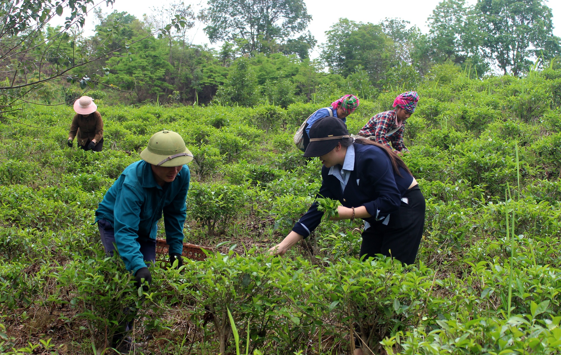 Chè đang dần là cây trồng chủ lực, góp phần nâng cao đời sống cho người dân xã Tà Hừa. 