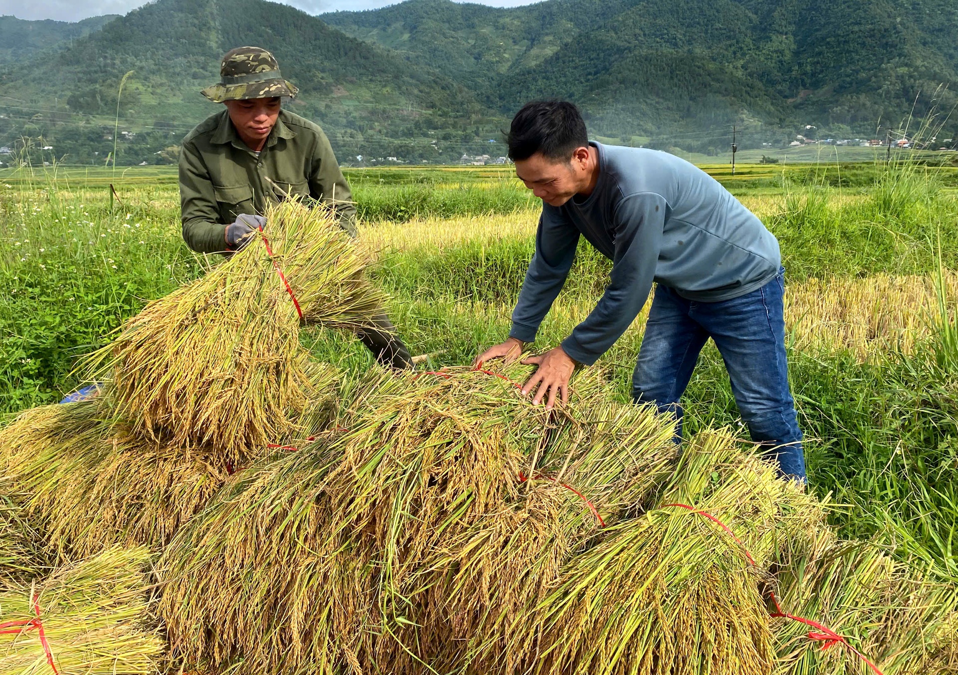 Nông dân Than Uyên phấn khởi vụ đông xuân năm nay đạt năng suất.