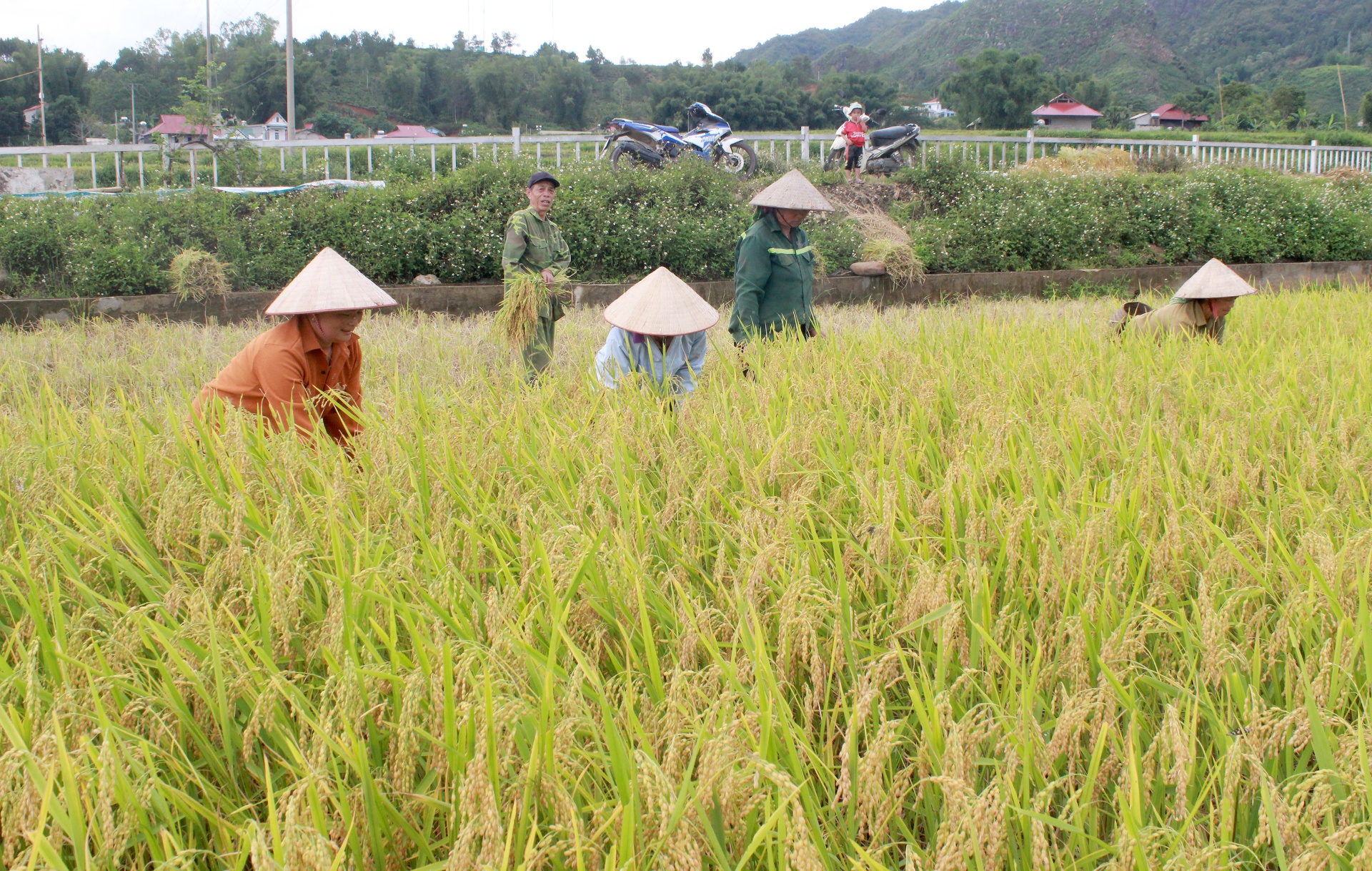 Nông dân xã Mường Cang (huyện Than Uyên) thu hoạch lúa đông xuân.